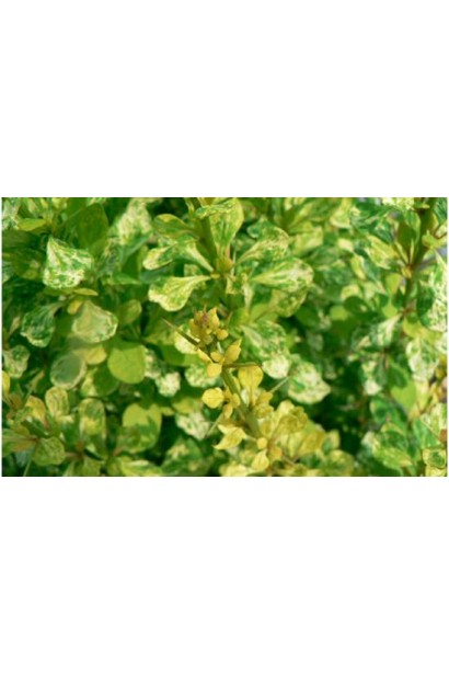 Барбарис Powwow листя