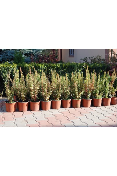 Berberis Thunbergii Powwow в садовому центрі