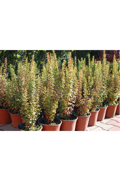 Барбарис Тунберга Паувау  саджанці