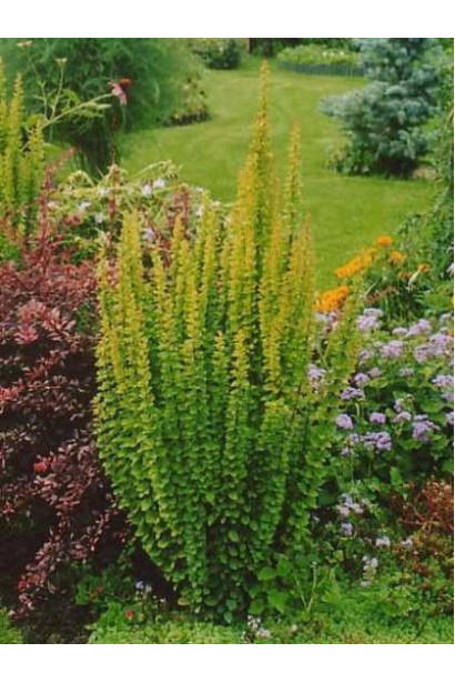 Барбарис Тунберга Паувау в ландшафті