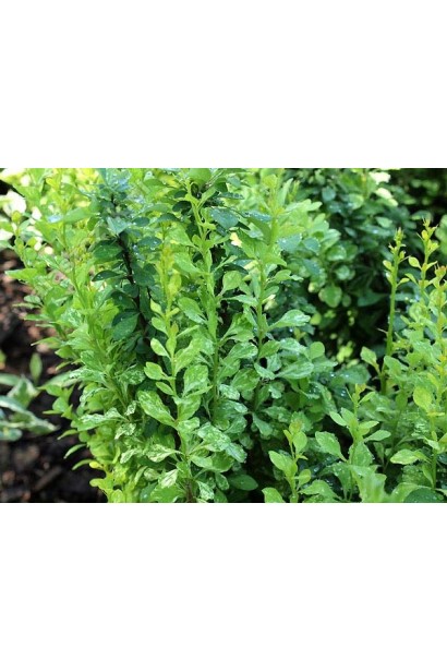 Барбарис Тунберга Паувау  листя