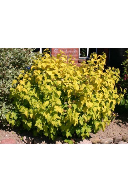 Пухироплідник Angel Gold для яскравих садових композицій.