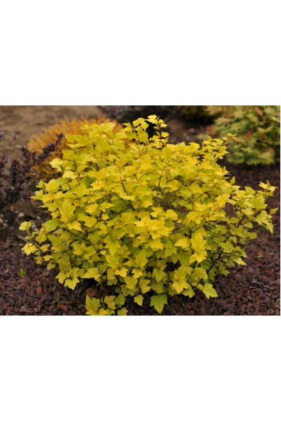 Листя Angel Gold має жовте забарвлення влітку.