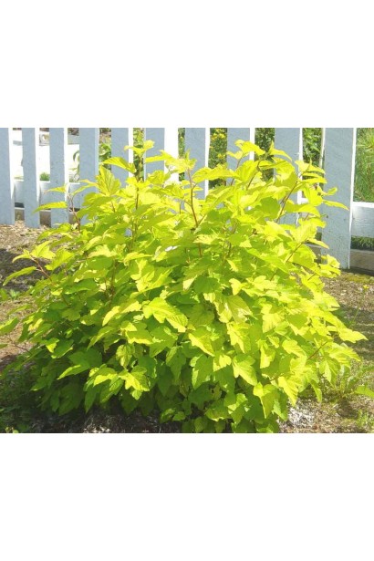 Кущ Angel Gold ідеально підходить для маленьких садів.