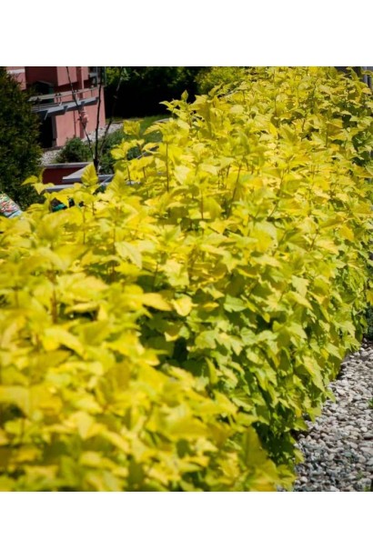 Жовті листя Angel Gold додають світла вашому саду.