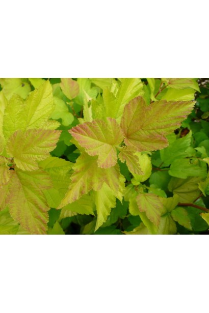 Physocarpus opulifolius Angel Gold