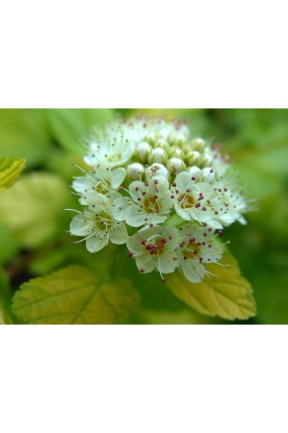 Квіти Пухироплідника калинолистий Енжел Голд / Ангел Голд