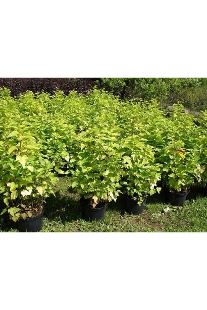 Пухироплідник калинолистий Енжел Голд / Ангел Голд