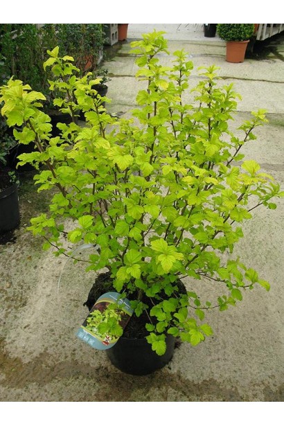 Саджанець в садовому центрі