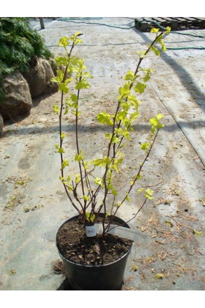 Саджанець Angel Gold з яскраво-жовтим листям.