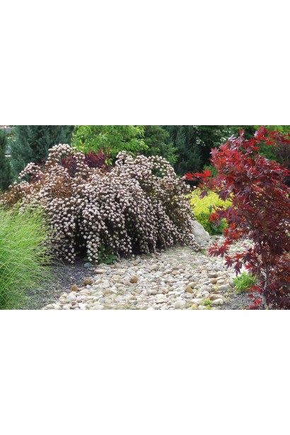 Summer Wine идеально смотрится в композициях