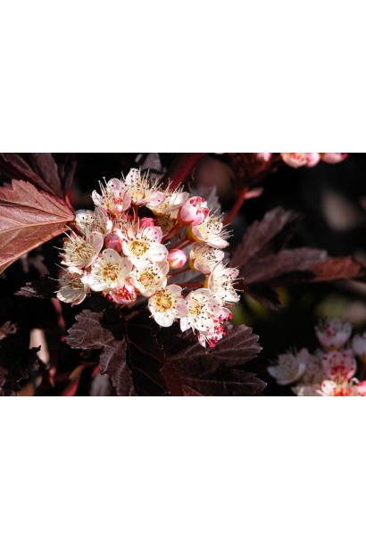 Цветы Пухироплодника калинолистого Саммер Вайн