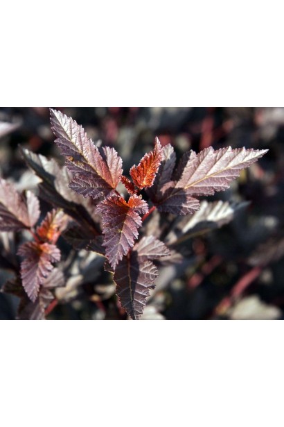 Листья Summer Wine меняют цвет от красного до бордового.