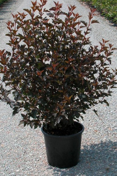 Саженец Summer Wine с темно-красными листьями.