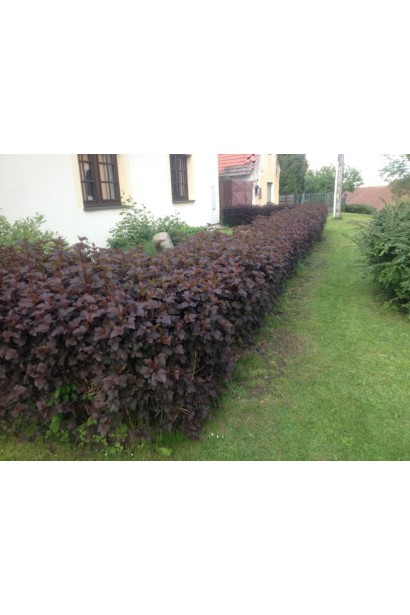 Пузыркопроизводитель Summer Wine идеален для декоративных живых изгородей.