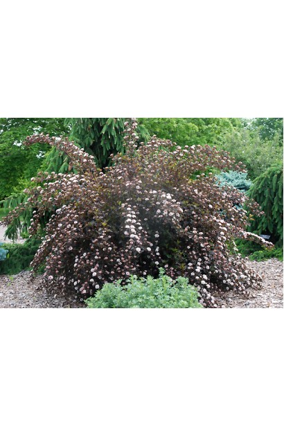 Summer Wine добавляет краски в ландшафтный дизайн.