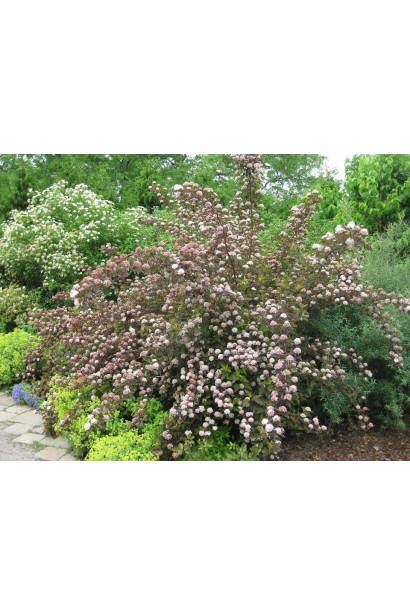 Садовый куст Summer Wine с декоративными пурпурными листьями.