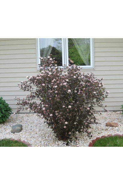 Куст Summer Wine отлично смотрится в виде солитера.