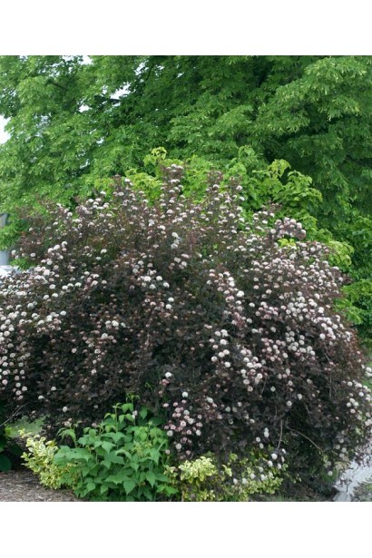 Physocarpus opulifolius Summer Wine