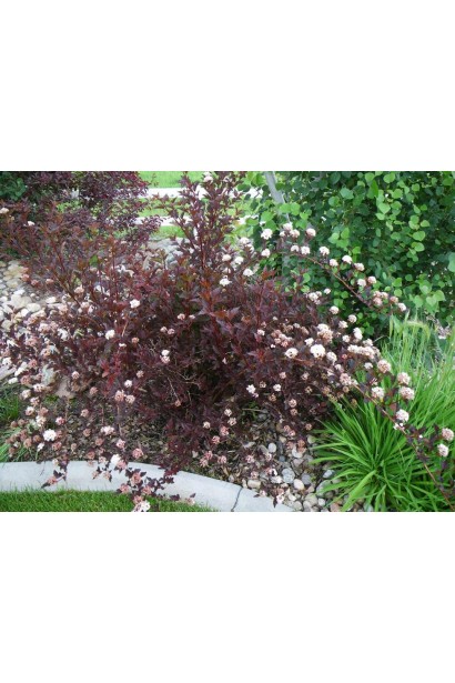 Куст Summer Wine с элегантными цветами летом.