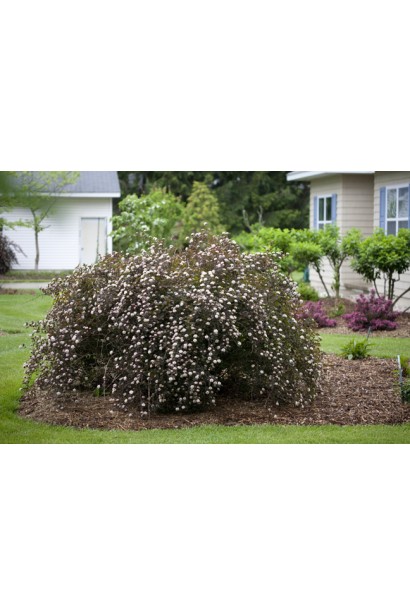 Пузыреплодник калинолистный Саммер Вайн