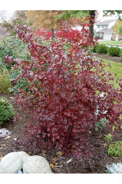 Physocarpus opulifolius Summer Wine