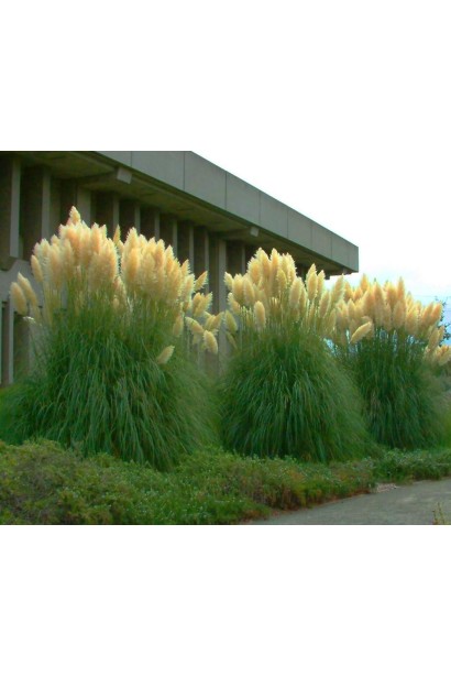 Кортадерія Селло Вайт Плюм | Кортадерия Селло Вайт Плюм | Cortaderia selloana White Plume