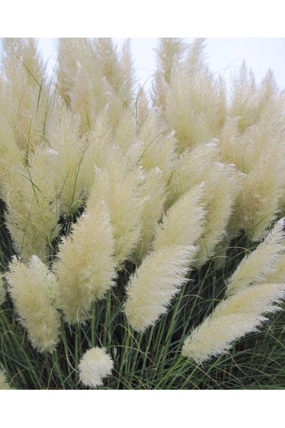 Кортадерія Селло Вайт Плюм | Кортадерия Селло Вайт Плюм | Cortaderia selloana White Plume