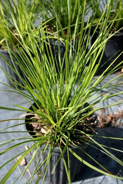 Кортадерія Селло Вайт Плюм | Кортадерия Селло Вайт Плюм | Cortaderia selloana White Plume