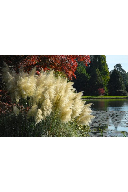 Кортадерія Селло Вайт Плюм | Кортадерия Селло Вайт Плюм | Cortaderia selloana White Plume