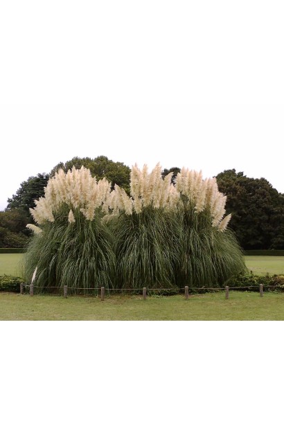 Кортадерія Селло Вайт Плюм | Кортадерия Селло Вайт Плюм | Cortaderia selloana White Plume