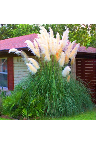 Кортадерія Селло Вайт Плюм | Кортадерия Селло Вайт Плюм | Cortaderia selloana White Plume