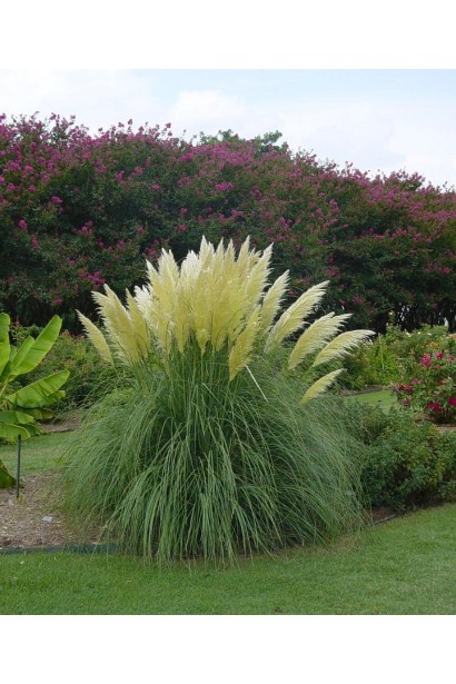 Кортадерія Селло Вайт Плюм | Кортадерия Селло Вайт Плюм | Cortaderia selloana White Plume