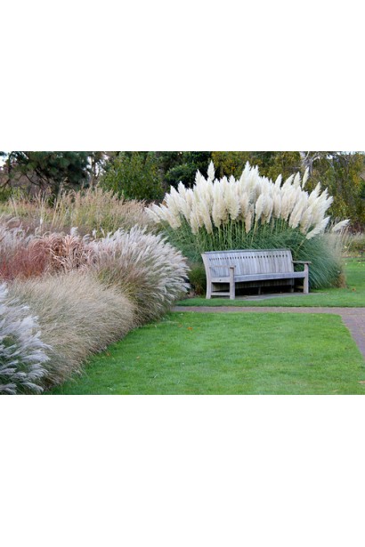 Кортадерія Селло Вайт Плюм | Кортадерия Селло Вайт Плюм | Cortaderia selloana White Plume