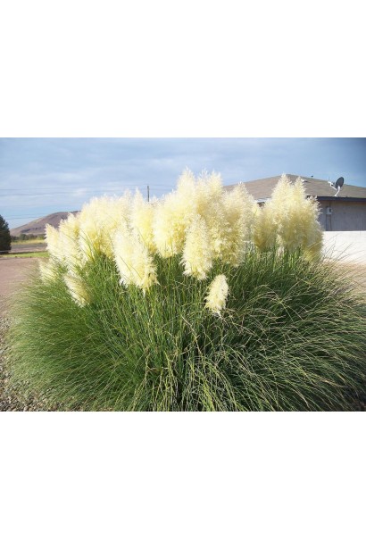 Кортадерія Селло Вайт Плюм | Кортадерия Селло Вайт Плюм | Cortaderia selloana White Plume