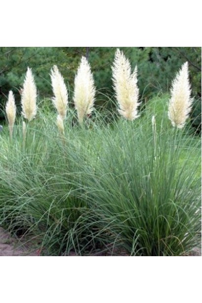 Кортадерія Селло Вайт Плюм | Кортадерия Селло Вайт Плюм | Cortaderia selloana White Plume