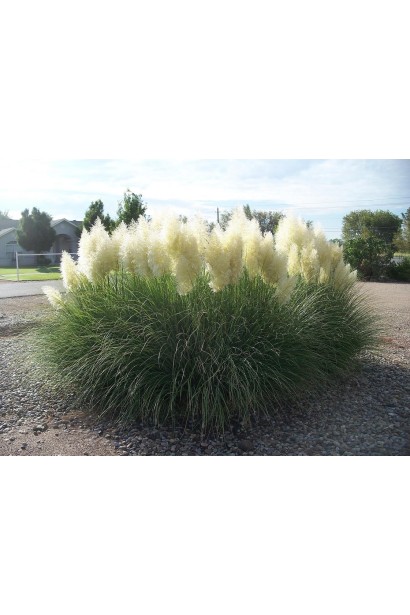 Кортадерія Селло Вайт Плюм | Кортадерия Селло Вайт Плюм | Cortaderia selloana White Plume