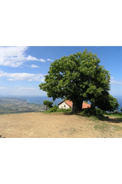 Каштан благородный