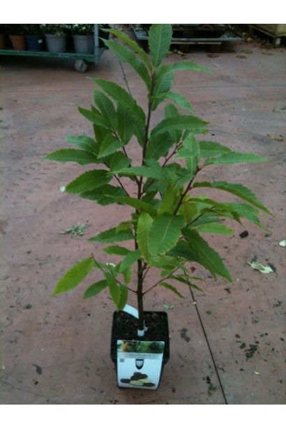 Каштан съедобный саженец Р9