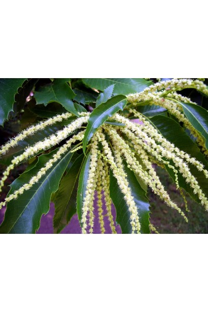 Каштан съедобный зеленовато-белые колосовидные соцветия