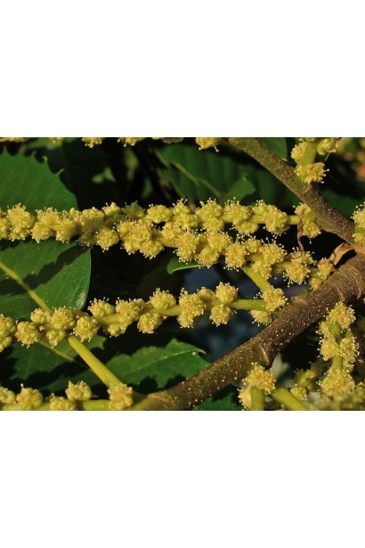 Цветение каштана настоящего