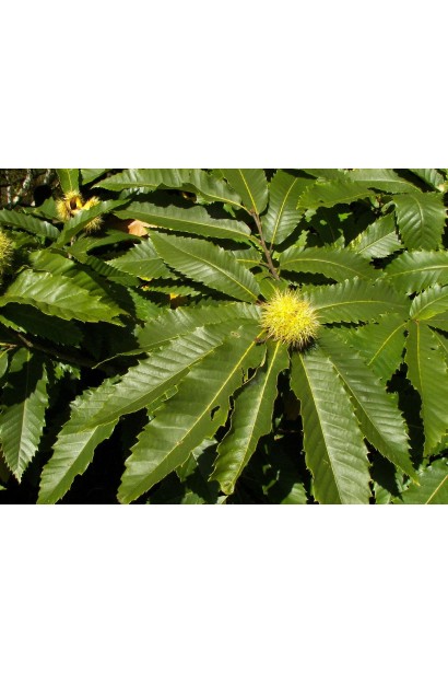 Каштан европейский