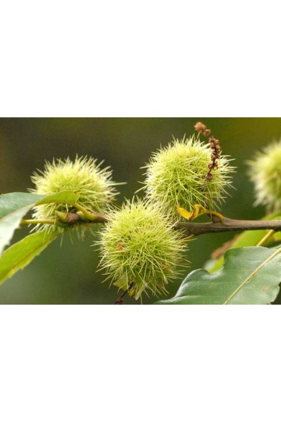 Плоды съедобного каштана в колючей плюске