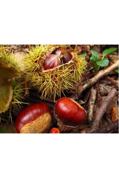 Плоды каштана съедобного