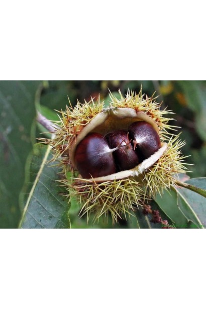Каштан сладкий плоды-орехи в колючей плюске