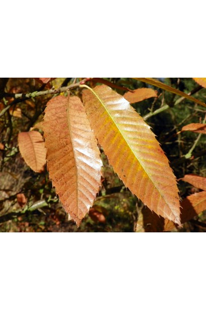 Каштан посевной осенняя окраска листьев