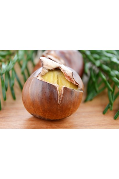 Съедобный каштан