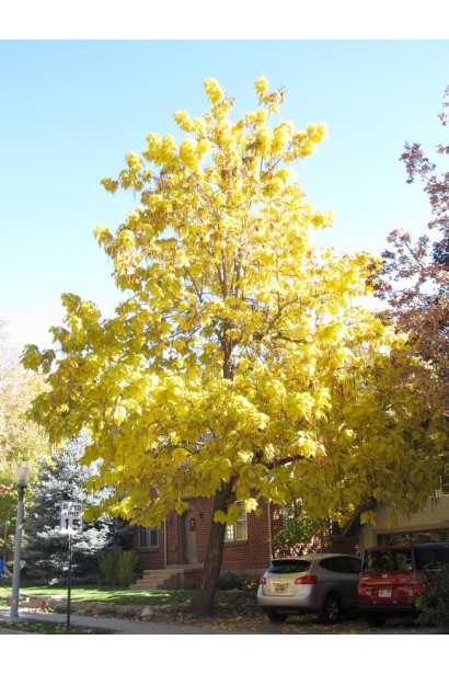 Желтая осенняя окраска катальпы специализа