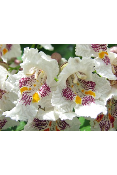 Дерево счастья