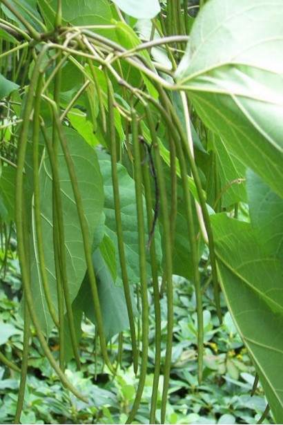 Индейское бобовое дерево